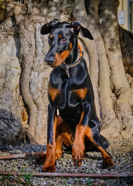 Siyah köpek parktaki bir ağaçta doberman köpeği yetiştiriyor.
