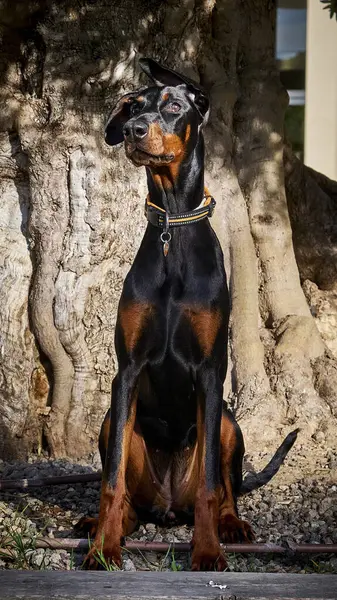 Kafasında siyah yakalı bir köpek parktaki bir ağaçta oturuyor..