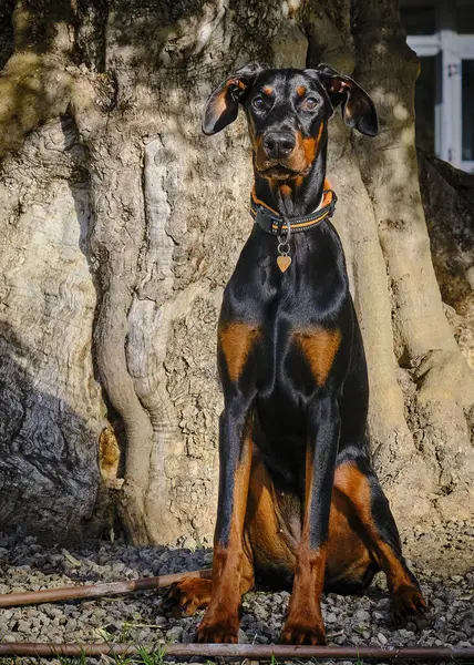 Köpek doğada ağaçta oturuyor..