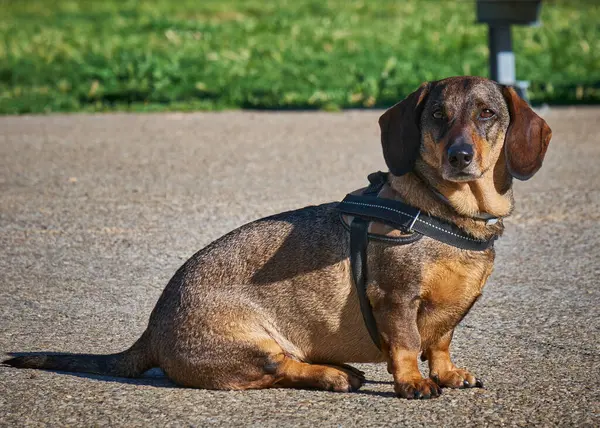 Bir köpeğin portresi.