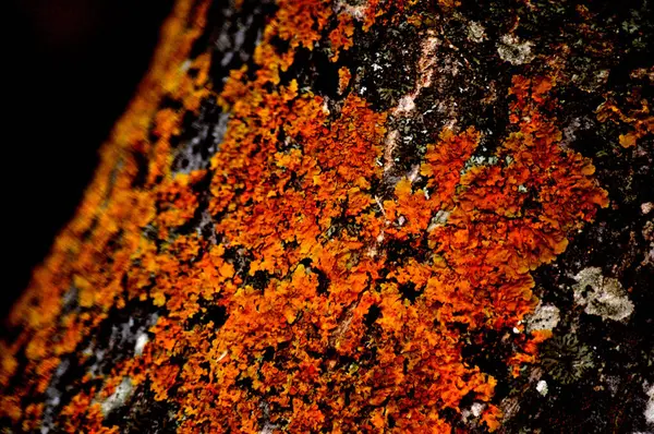 kırmızı ve beyaz kabuk dokusu