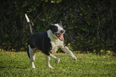Siyah köpek yeşil çimlerle koşuyor.