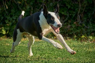 Mavi gökyüzü olan bir tarlada siyah beyaz bir köpek