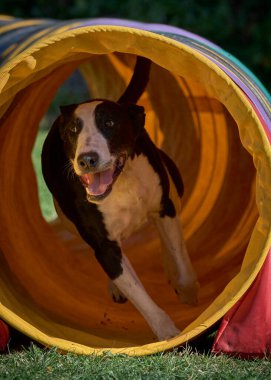 Parktaki çadırda sevimli bir köpek.