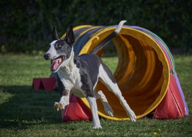 Sınır çoban köpeği bahçede oynuyor