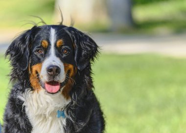 Köpek siyah üretir - beyaz cocker spaniel