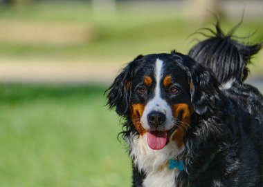 Siyah arka planı olan bir köpek.