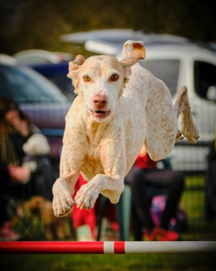 Köpek çevikliğin üzerine atlıyor.