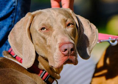 Güzel bir köpeğin portresi.
