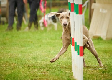 Weimaraner köpeği, çeviklik sporları yapıyor. Çalıştır