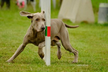 Çeviklik kursunda bir köpek. Weimaraner köpeği, çeviklik sporları yapıyor. Çalıştır