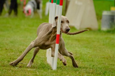 Çeviklik ve çeviklikte bir köpek. Weimaraner köpeği, çeviklik sporları yapıyor. Çalıştır