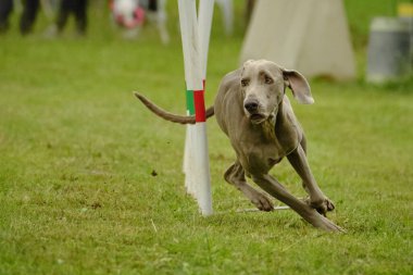 Bir köpek portresi. Weimaraner köpeği, çeviklik sporları yapıyor. Çalıştır