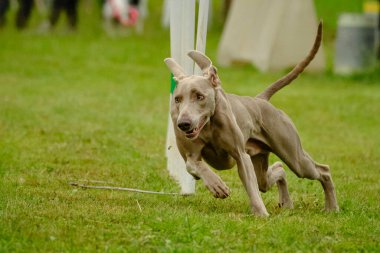 Bir köpeğin portresi..