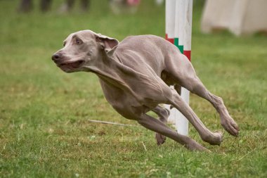 Köpek çeviklikle koşuyor. Weimaraner köpeği, çeviklik sporları yapıyor. Çalıştır