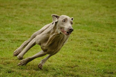 Weimaraner köpeği, çeviklik sporları yapıyor. Çalıştır