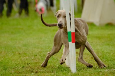 Weimaraner köpeği, çeviklik sporları yapıyor. Çalıştır