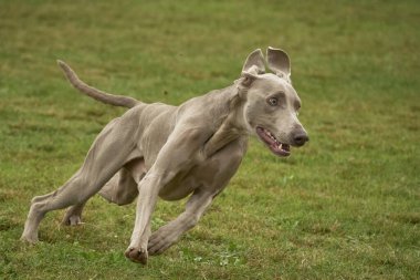 Weimaraner köpeği, çeviklik sporları yapıyor. Çalıştır