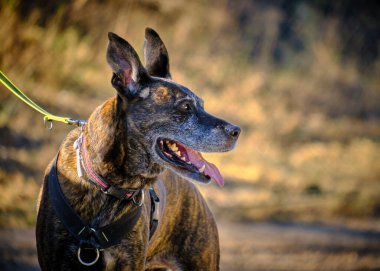 Güzel bir manzaranın arka planında açık gözlü ve tasmalı siyah bir köpek.