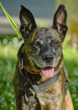 Ağaçların ve bitkilerin arka planında yeşil bir parkta siyah köpek