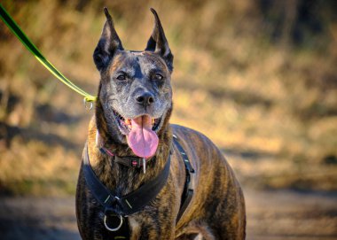 Bir köpeğin portresi.