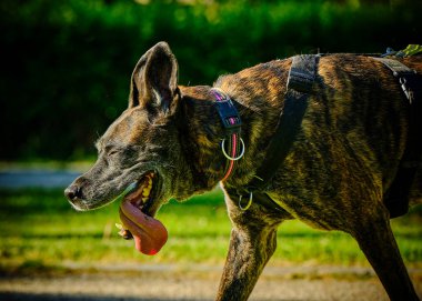 Alman çoban köpeği parkta.