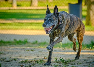 Amerikan personeli teriyer köpeği çayırda koşuyor.