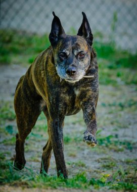 Şirin bir köpeğin portresi.