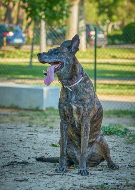 Yeşil bir geçmişi olan güzel siyah bir köpeğin yakın plan fotoğrafı.