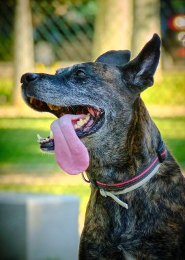 Yeşil arka planı olan siyah beyaz bir köpeğin dikey görüntüsü.