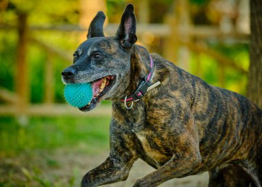 Topta oynayan siyah bir köpeğin portresi.