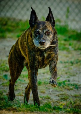Amerikan boğa teriyerinin portresi