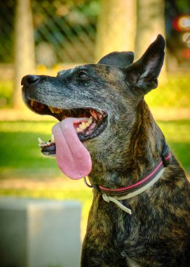 Bir köpeğin portresi, seçici odaklanma