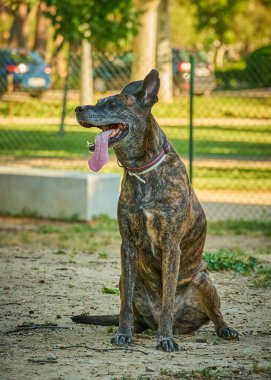 Köpek bir yaz günü çimlerde doberman teriyeri yetiştirir.
