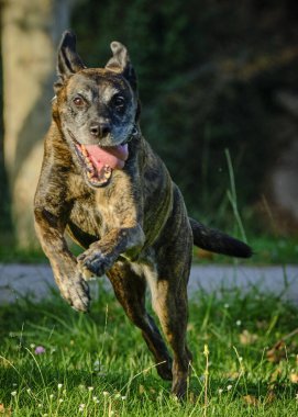 Tarlada koşan bir köpek.