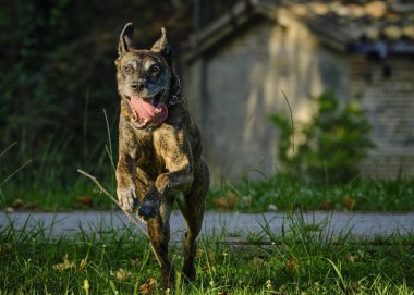 Köpek çiftleşen boğa teriyeri.