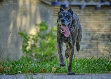 Köpek parkta koşuyor.