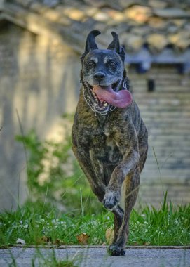 Parkta siyah beyaz bir köpeğin yakın plan fotoğrafı.