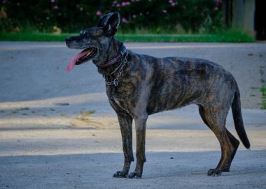 Siyah boğa teriyeri köpeği portresi.