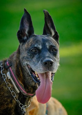 Bir köpeğin portresi.