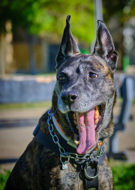 Parktaki köpek portresi