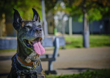 Açık havada siyah bir köpek.
