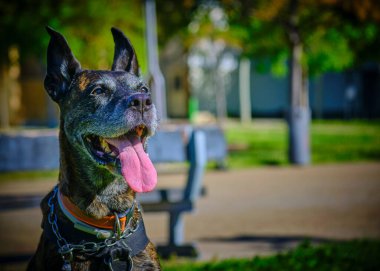 Köpek parkta oturuyor.