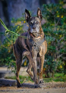 Siyah köpek melezi parkta duruyor.