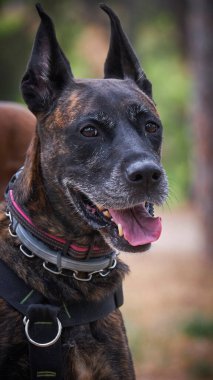 Doberman bir köpeğin portresi.