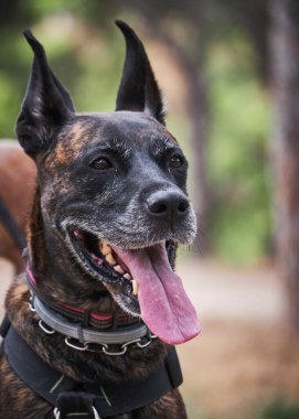 Bir köpeğin portresi.