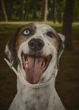 Şirin bir köpeğin portresi.