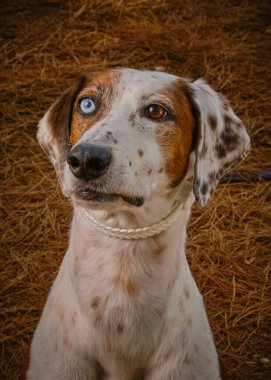 Ormandaki bir köpeğin portresi