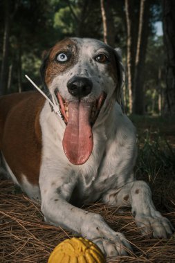 Jack Russell Terrier bir topla oynuyor.