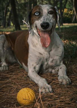 Ormandaki sevimli köpek.